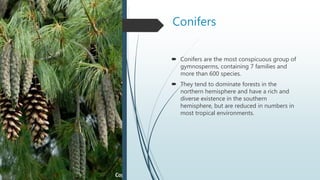 Conifers
 Conifers are the most conspicuous group of
gymnosperms, containing 7 families and
more than 600 species.
 They tend to dominate forests in the
northern hemisphere and have a rich and
diverse existence in the southern
hemisphere, but are reduced in numbers in
most tropical environments.
 