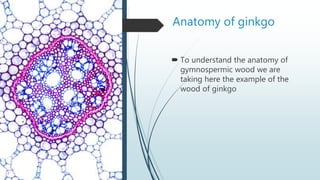 Anatomy of ginkgo
 To understand the anatomy of
gymnospermic wood we are
taking here the example of the
wood of ginkgo
 