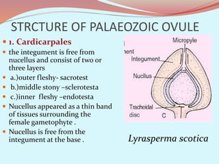STRCTURE OF PALAEOZOIC OVULE
 1. Cardicarpales
 the integument is free from
nucellus and consist of two or
three layers
 a.)outer fleshy- sacrotest
 b.)middle stony –sclerotesta
 c.)inner fleshy –endotesta
 Nucellus appeared as a thin band
of tissues surrounding the
female gametophyte .
 Nucellus is free from the
integument at the base . Lyrasperma scotica
 