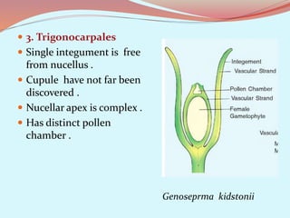  3. Trigonocarpales
 Single integument is free
from nucellus .
 Cupule have not far been
discovered .
 Nucellar apex is complex .
 Has distinct pollen
chamber .
Genoseprma kidstonii
 
