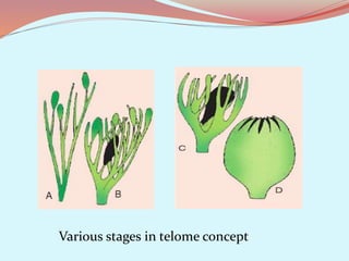 Various stages in telome concept
 