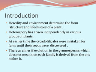 Introduction
• Heredity and environment determine the form
,structure and life-history of a plant .
• Heterospory has arisen independently in various
groups of plants .
• At earlier time the cycadofilicales were mistaken for
ferns until their seeds were discovered .
• There ar elines if evolution in the gymnosperms which
does not mean that each family is derived from the one
before it.
 