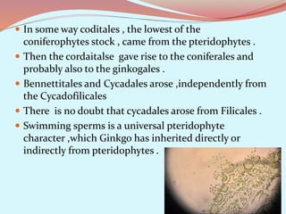  In some way coditales , the lowest of the
coniferophytes stock , came from the pteridophytes .
 Then the cordaitalse gave rise to the coniferales and
probably also to the ginkogales .
 Bennettitales and Cycadales arose ,independently from
the Cycadofilicales
 There is no doubt that cycadales arose from Filicales .
 Swimming sperms is a universal pteridophyte
character ,which Ginkgo has inherited directly or
indirectly from pteridophytes .
 