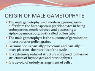 ORIGIN OF MALE GAMETOPHYTE
 The male gametophytes of modern gymnosperms
differ from the homosporous pteridophytes in being
endosporous ,much reduced and possessing a
siphonogamous outgrowth called pollen tube.
 The male gametophyte is the outcome of germination
microspores or pollen grains.
 Germination is partially precocious and partially it
takes place on the nucellus of the ovule .
 It is extremely reduced structure compared to massive
structures of bryophytes and pteridophytes .
 It is devoid of orderly arrangement of cells .
 