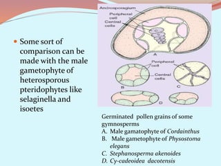  Some sort of
comparison can be
made with the male
gametophyte of
heterosporous
pteridophytes like
selaginella and
isoetes
Germinated pollen grains of some
gymnosperms
A. Male gamatophyte of Cordainthus
B. Male gametophyte of Physostoma
elegans
C. Stephanosperma akenoides
D. Cy-cadeoidea dacotensis
 