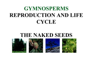 GYMNOSPERMS REPRODUCTION AND LIFE CYCLE THE NAKED SEEDS 