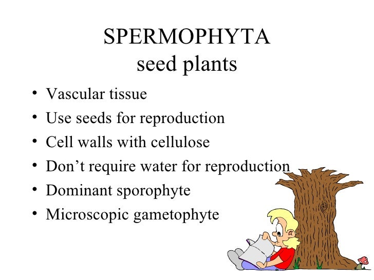 Gymnosperms
