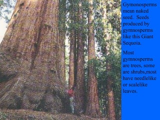 Gymonosperms mean naked seed.  Seeds produced by gymnosperms like this Giant Sequoia. Most gymnosperms are trees, some are shrubs,most have needlelike or scalelike leaves. 