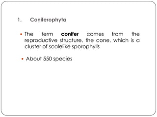 1.     Coniferophyta

  The      term     conifer   comes  from    the
     reproductive structure, the cone, which is a
     cluster of scalelike sporophylls

  About 550 species
 