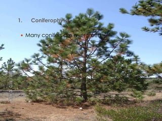 1.   Coniferophyta

  Many conifers are evergreen
 