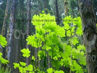 1.   Coniferophyta

  Some plants have broad and flat leaves
 