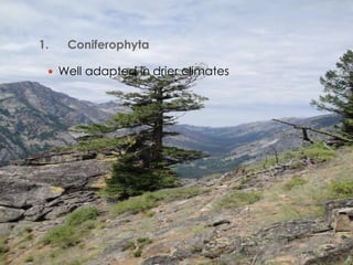 1.   Coniferophyta

  Well adapted in drier climates
 