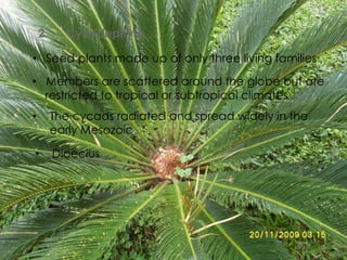 2.     Cycadophyta

• Seed plants made up of only three living families

• Members are scattered around the globe but are
  restricted to tropical or subtropical climates
•        The cycads radiated and spread widely in the
         early Mesozoic

•        Dioecius
 