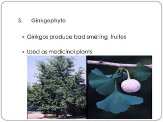 3.   Ginkgophyta

  Ginkgos produce bad smelling fruites


  Used as medicinal plants
 