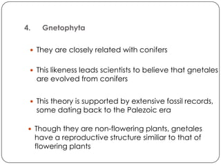 4.     Gnetophyta

  They are closely related with conifers


  This likeness leads scientists to believe that gnetales
     are evolved from conifers


  This theory is supported by extensive fossil records,
     some dating back to the Palezoic era

  Though they are non-flowering plants, gnetales
     have a reproductive structure similiar to that of
     flowering plants
 