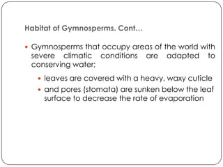 Habitat of Gymnosperms. Cont…

 Gymnosperms that occupy areas of the world with
 severe climatic conditions     are   adapted      to
 conserving water;
    leaves are covered with a heavy, waxy cuticle
    and pores (stomata) are sunken below the leaf
     surface to decrease the rate of evaporation
 
