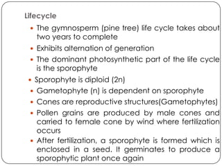Lifecycle
  The gymnosperm (pine tree) life cycle takes about
   two years to complete
  Exhibits alternation of generation
  The dominant photosynthetic part of the life cycle
   is the sporophyte
  Sporophyte is diploid (2n)
  Gametophyte (n) is dependent on sporophyte
  Cones are reproductive structures(Gametophytes)
  Pollen grains are produced by male cones and
   carried to female cone by wind where fertilization
   occurs
  After fertilization, a sporophyte is formed which is
   enclosed in a seed. It germinates to produce a
   sporophytic plant once again
 