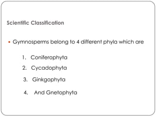 Scientific Classification


 Gymnosperms belong to 4 different phyla which are


      1. Coniferophyta

      2. Cycadophyta

       3. Ginkgophyta

       4.   And Gnetophyta
 