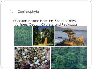 1.    Coniferophyta

  Conifers include Pines, Firs, Spruces, Yews,
     Junipers, Cedars, Cypress, and Redwoods
 