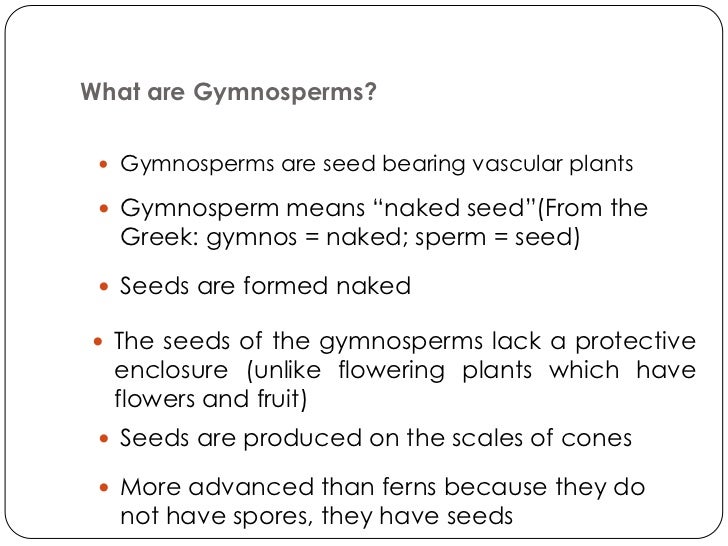 Gymnosperms