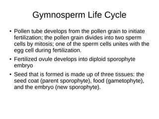 Gymnosperm Life Cycle
● Pollen tube develops from the pollen grain to initiate
fertilization; the pollen grain divides into two sperm
cells by mitosis; one of the sperm cells unites with the
egg cell during fertilization.
● Fertilized ovule develops into diploid sporophyte
embryo
● Seed that is formed is made up of three tissues: the
seed coat (parent sporophyte), food (gametophyte),
and the embryo (new sporophyte).
 