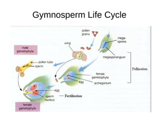 Gymnosperm Life Cycle
 
