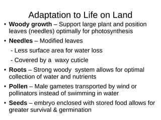Adaptation to Life on Land
● Woody growth – Support large plant and position
leaves (needles) optimally for photosynthesis
● Needles – Modified leaves
- Less surface area for water loss
- Covered by a waxy cuticle
● Roots – Strong woody system allows for optimal
collection of water and nutrients
● Pollen – Male gametes transported by wind or
pollinators instead of swimming in water
● Seeds – embryo enclosed with stored food allows for
greater survival & germination
 