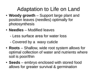 Adaptation to Life on Land
● Woody growth – Support large plant and
position leaves (needles) optimally for
photosynthesis
● Needles – Modified leaves
- Less surface area for water loss
- Covered by a waxy cuticle
● Roots – Shallow, wide root system allows for
optimal collection of water and nutrients where
soil is poor/thin
● Seeds – embryo enclosed with stored food
allows for greater survival & germination
 