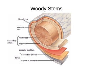 Woody Stems
 