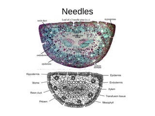 Needles
 