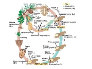 Gymnosperm Life Cycle
 