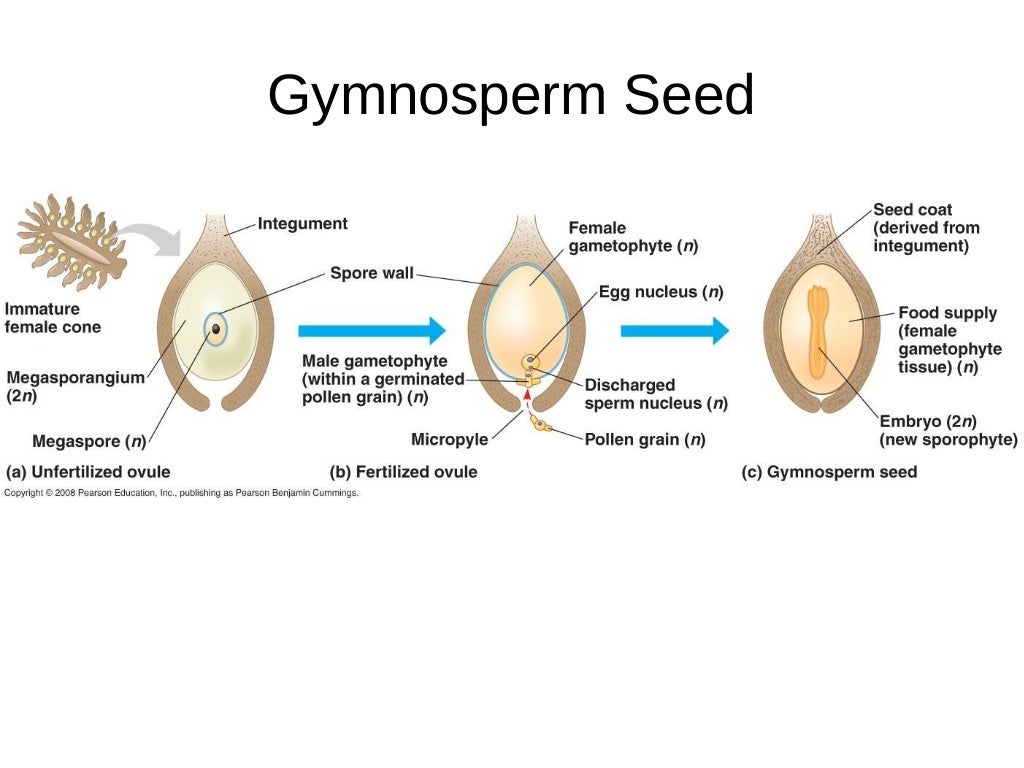 Gymnosperms