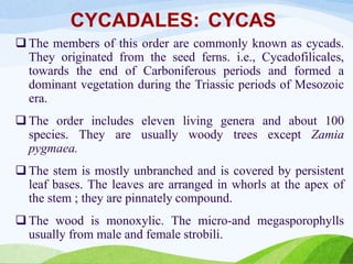 CYCADALES: CYCAS
 The members of this order are commonly known as cycads.
They originated from the seed ferns. i.e., Cycadofilicales,
towards the end of Carboniferous periods and formed a
dominant vegetation during the Triassic periods of Mesozoic
era.
 The order includes eleven living genera and about 100
species. They are usually woody trees except Zamia
pygmaea.
 The stem is mostly unbranched and is covered by persistent
leaf bases. The leaves are arranged in whorls at the apex of
the stem ; they are pinnately compound.
 The wood is monoxylic. The micro-and megasporophylls
usually from male and female strobili.
 