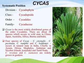 CYCAS
Systematic Position
Division -
Class -
Order -
Family-
Cycadophyta
Cycadopsida
Cycadales
Cycadaceae
 Cycas is the most widely distributed genus of
the order Cycadales. There are about 20
species which occurs in wild state in China,
Japan, Australia, Africa, Burma andIndia.
 Four species of Cycas – C. circinalis , C.
pectinata, C. rumphii and C. beddomei –
occurs in natural state in India, Chiefly in
Assam, Orissa, Meghalya, Andaman and
Nicobar Islands, karnataka and Tamil Nadu.
C. revoluta and C. siamensis are widely
grown in gardens.
 
