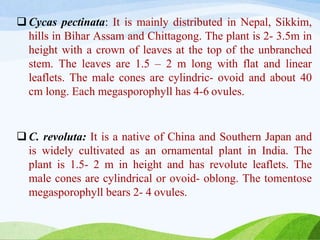  Cycas pectinata: It is mainly distributed in Nepal, Sikkim,
hills in Bihar Assam and Chittagong. The plant is 2- 3.5m in
height with a crown of leaves at the top of the unbranched
stem. The leaves are 1.5 – 2 m long with flat and linear
leaflets. The male cones are cylindric- ovoid and about 40
cm long. Each megasporophyll has 4-6 ovules.
 C. revoluta: It is a native of China and Southern Japan and
is widely cultivated as an ornamental plant in India. The
plant is 1.5- 2 m in height and has revolute leaflets. The
male cones are cylindrical or ovoid- oblong. The tomentose
megasporophyll bears 2- 4 ovules.
 