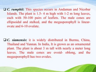  C. rumphii: This species occurs in Andaman and Nicobar
Islands. The plant is 1.5- 4 m high with 1-2 m long leaves,
each with 50-100 pairs of leaflets. The male cones are
ellipsoidal and stalked, and the megasporophyll is linear-
ovate and 6-10 ovulate.
 C. siamensis: it is widely distributed in Burma, China,
Thailand and Yunnan. In India, It is grown as an ornamental
plant. The plant is about 3 m tall with nearly a meter long
leaves. The male cones are ovoid- oblong, and the
megasporophyll has two ovules.
 