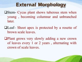 External Morphology
Stem- Cycas plant shows tuberous stem when
young , becoming columnar and unbranched
later.
Leaf– Shoot apex is protected by a rosette of
brown scale leaves.
Plant grows very slowly adding a new crown
of leaves every 1 or 2 years , alternating with
crown of scale leaves.
 