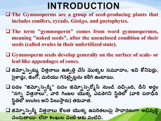 INTRODUCTION
 The Gymnosperms are a group of seed-producing plants that
includes conifers, cycads, Ginkgo, and gnetophytes.
 The term "gymnosperm" comes from word gymnospermos,
meaning "naked seeds", after the unenclosed condition of their
seeds (called ovules in their unfertilized state).
 Gymnosperm seeds develop generally on the surface of scale- or
leaf-like appendages of cones.
 జిమ్నోస్పెర్మ్లు విత్తనాలు ఉత్ెత్తత చేస్ే మొక్కల సమూహం, ఇవి కోనిఫపర్మ్
ు ,
స్పైకాడ్ల
ు , జింగో, మరియు గెనెట్ైైటు ను క్లిగి ఉంటాయి.
 పదం "జిమ్నోస్పెర్మ్" పదం జిమ్నోస్పెరో్స్ నుండి వచ్చంది, దీని అర్మధం
"నగ్ో విత్తనాలు", వారి గింజల యొక్క ఎడ్తెగ్ని స్థిత్తలో (వారి పరాధీన
స్థిత్తలో ovules అని పథలుస్ా
త ర్మ్) త్ర్మ్వాత్.
 జిమ్నోస్పెర్మ్ విత్తనాలు కొలత్ యొక్క ఉపరిత్లంపపై స్ాధార్మణంగా అభివృదిధ
చెందుతాయి- లేదా శంఖుల వంటి ఆక్ు వంటివి.
 