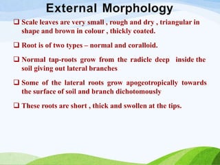 External Morphology
 Scale leaves are very small , rough and dry , triangular in
shape and brown in colour , thickly coated.
 Root is of two types – normal and coralloid.
 Normal tap-roots grow from the radicle deep inside the
soil giving out lateral branches
 Some of the lateral roots grow apogeotropically towards
the surface of soil and branch dichotomously
 These roots are short , thick and swollen at the tips.
 