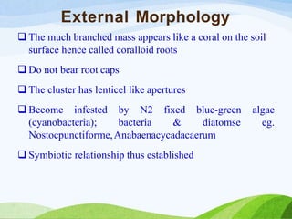 External Morphology
 The much branched mass appears like a coral on the soil
surface hence called coralloid roots
 Do not bear root caps
 The cluster has lenticel like apertures
 Become infested by N2
(cyanobacteria); bacteria
fixed blue-green
& diatomse
algae
eg.
Nostocpunctiforme,Anabaenacycadacaerum
 Symbiotic relationship thus established
 