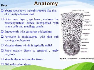Anatomy
Root
 Young root shows typical structure like that
of a dicotyledonous root
 Outer most layer , epiblema , encloses the
parenchymatous cortex interspersed with
tannin cells and mucilage canals
 Endodermis with casparian thickenings
 Pericycle is multilayered with thin cell
shaving starch grains
 Vascular tissue within is typically radial
 Roots usually diarch to tetraarch , rarely
polyarch
 Vessels absent in vascular tissue
 Pith reduced or absent
 