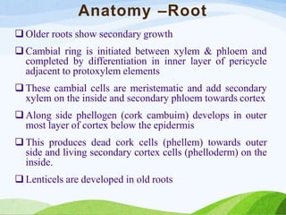 Anatomy –Root
 Older roots show secondary growth
 Cambial ring is initiated between xylem & phloem and
completed by differentiation in inner layer of pericycle
adjacent to protoxylem elements
 These cambial cells are meristematic and add secondary
xylem on the inside and secondary phloem towards cortex
 Along side phellogen (cork cambuim) develops in outer
most layer of cortex below the epidermis
 This produces dead cork cells (phellem) towards outer
side and living secondary cortex cells (phelloderm) on the
inside.
 Lenticels are developed in old roots
 