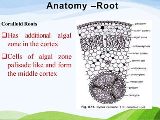 Anatomy –Root
Coralloid Roots
Has additional algal
zone in the cortex
Cells of algal zone
palisade like and form
the middle cortex
 