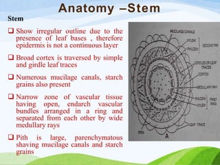 Anatomy –Stem
Stem
 Show irregular outline due to the
presence of leaf bases , therefore
epidermis is not a continuous layer
 Broad cortex is traversed by simple
and girdle leaf traces
 Numerous mucilage canals, starch
grains also present
vascular tissue
 Narrow zone of
having open, endarch vascular
bundles arranged in a ring and
separated from each other by wide
medullary rays
 Pith is large, parenchymatous
shaving mucilage canals and starch
grains
 