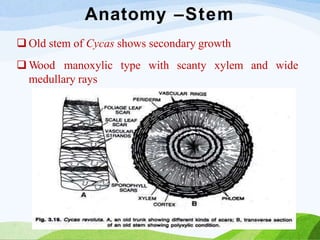 Anatomy –Stem
and wide
 Old stem of Cycas shows secondary growth
 Wood manoxylic type with scanty xylem
medullary rays
 