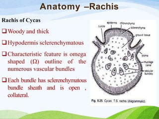 Anatomy –Rachis
Rachis of Cycas
Woody and thick
Hypodermis sclerenchymatous
Characteristic feature is omega
shaped (Ω) outline of the
numerous vascular bundles
Each bundle has sclerenchymatous
bundle sheath and is open ,
collateral.
 
