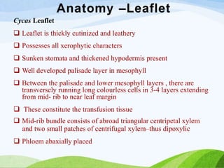 Anatomy –Leaflet
Cycas Leaflet
 Leaflet is thickly cutinized and leathery
 Possesses all xerophytic characters
 Sunken stomata and thickened hypodermis present
 Well developed palisade layer in mesophyll
 Between the palisade and lower mesophyll layers , there are
transversely running long colourless cells in 3-4 layers extending
from mid- rib to near leaf margin
 These constitute the transfusion tissue
 Mid-rib bundle consists of abroad triangular centripetal xylem
and two small patches of centrifugal xylem–thus dipoxylic
 Phloem abaxially placed
 