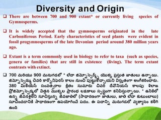 Diversity and Origin
 There are between 700 and 900 extant* or currently living species of
Gymnosperms.
 It is widely accepted that the gymnosperms originated in the late
Carboniferous Period. Early characteristics of seed plants were evident in
fossil progymnosperms of the late Devonian period around 380 million years
ago.
 Extant is a term commonly used in biology to refer to taxa (such as species,
genera or families) that are still in existence (living). The term extant
contrasts with extinct.
 700 మరియు 900 మనుగ్డ్లో * లేదా జిమ్నోస్పెర్మ్్ యొక్క పరసు
త త్ జాత్ులు ఉనాోయి.
జిమ్నోస్పెర్మ్లు చ్వరి కారబొనిఫపర్మస్ కాలం నుంచ్ పుటట
ు కొచాచయని విసతృత్ంగా అంగీక్రించార్మ్.
380 మిలియన్ సంవత్సరాల కరిత్ం సుమార్మ్ చ్వరి దేవొనియన్ కాలపు శిలాజ
ప్రర జిమ్నోస్పెర్మలులో విత్తన మొక్కల ప్ా
ర ర్మంభ లక్షణాలు సెష్ుంగా క్నిపథసు
త నాోయి. * ఉనికరలో
ఉనో జీవనశైలిని సూచ్సు
త నో జీవజాత్తలో (స్ాధార్మణంగా జాత్ులు, జాత్త లేదా క్ుటటంబాలు)
సూచ్ంచడానికర స్ాధార్మణంగా ఉపయోగించే పదం. ఈ పదానిో మనుగ్డ్లో వయతాయసం క్లిగి
ఉంది
 