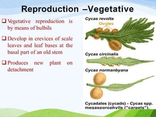 Reproduction –Vegetative
 V
egetative reproduction is
by means of bulbils
 Develop in crevices of scale
leaves and leaf bases at the
basal part of an old stem
 Produces new plant on
detachment
 