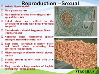 Reproduction –Sexual
 Strictly dioecious plant
 Male plants are rare
 Male strobilus or cone borne singly at the
apex of the trunk
 Apical shoot apex utilized in the
development of male cone, hence branching
sympodial
 Cone shortly stalked & large (upto 50 cm
length or more)
 Numerous micro- sporophylls spirally
arranged around the central axis
 Each micro- sporophyll is narrow below
and broad above terminating into
projection–the apoplysis
 Microsporangia confined to abaxial (lower)
surface
 Usually present in sori– each with 2- 6
sporangia
 They contain a large number of haploid
microspores (pollen grains)
STROBILUS
 